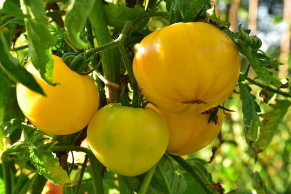 Ένα Μάτσο Κίτρινες Ντομάτες Φυτρώνουν Στους Θάμνους — Φωτογραφία Αρχείου