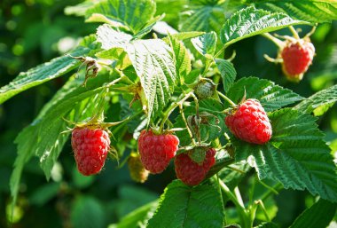 Olgun kırmızı ahududular yetişiyor.