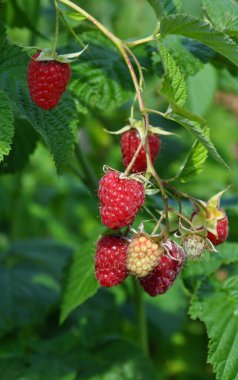 Kocaman kırmızı, sulu ahududu dalları yetişiyor.