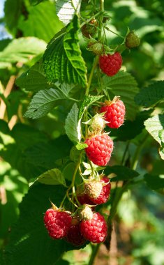 Bitkinin üzerinde büyük kırmızı sulu ahududu
