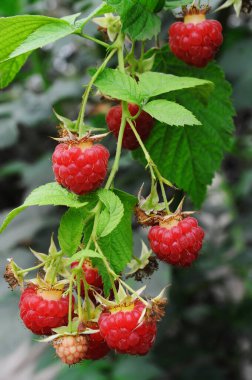 Dal üzerinde olgun ahududular
