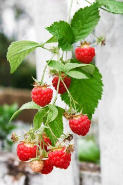 Arka planda beyaz ahşap çitin üzerinde kırmızı ahududu dalı