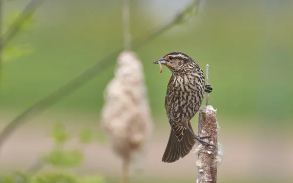 Žena Red Winged Kosa Vyfocena Jeho Přirozeném Prostředí Sedí Kočičí — Stock fotografie