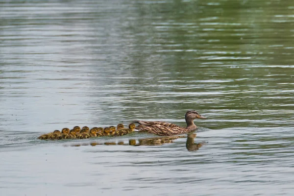 Pato Mallard Fêmea Leva Seus Patinhos Bebê Através Lago — Fotografia de Stock