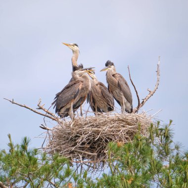 Dişi Büyük Mavi Balıkçıl ve üç yavrusu Kawartha Lakes Ontario 'da bir çam ağacındaki yuvada..