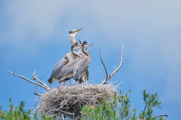 Nagy Kék Heron Fészek Magasan Egy Fán Benne Egy Anyával Stock Fotó