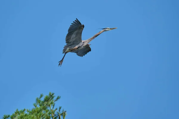 Adulto Great Blue Heron Levantar Pinheiro Voo Região Peterborough County — Fotografia de Stock