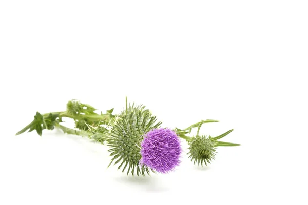 Fotografía Cerca Cardo Toro Cirsium Vulgare Sobre Fondo Blanco Con —  Fotos de Stock