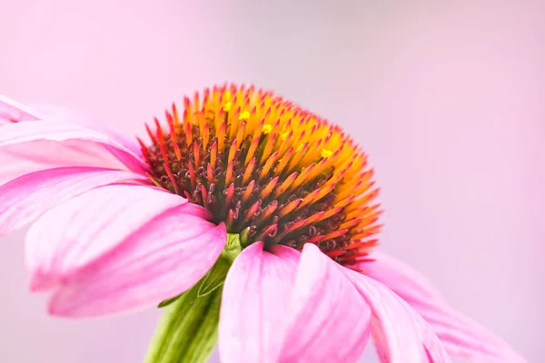 Detailní Fotografie Centrálního Kotouče Květiny Echinacea Běžně Známé Jako Jehličnan Royalty Free Stock Obrázky