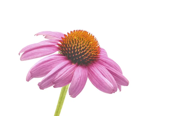 東紫の花やエキナセアは コピースペースと白い背景に撮影 ストック写真