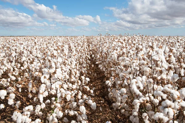 Algodão Pronto Para Colheita Perto Warren Nova Gales Sul Austrália — Fotografia de Stock