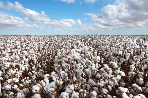 Coton Prêt Pour Récolte Près Warren Nouvelle Galles Sud Australie — Photo