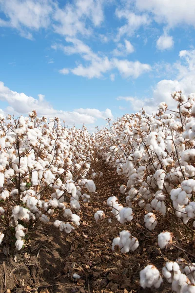 Coton Prêt Pour Récolte Près Warren Nouvelle Galles Sud Australie — Photo