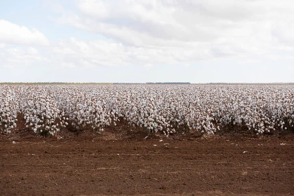綿のニュー サウス ウェールズ オーストラリアのウォーレンのそばの収穫の準備ができて — ストック写真