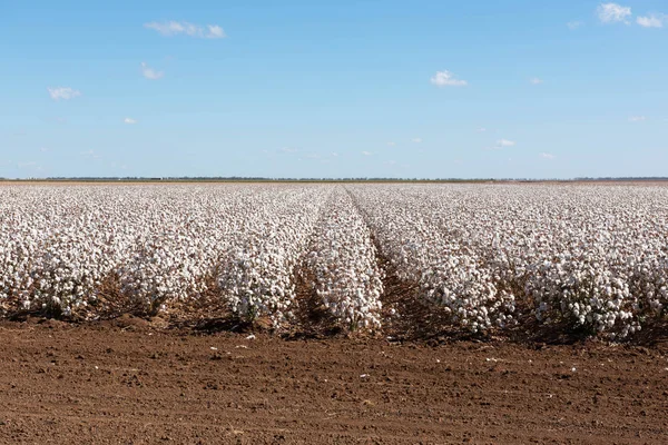 Cotone Pronto Raccolto Vicino Warren Nel Nuovo Galles Del Sud — Foto Stock