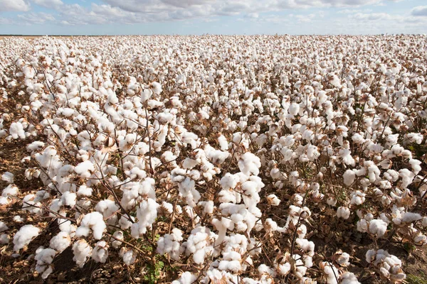 Bomull Redo För Skörd Nära Warren New South Wales Australien — Stockfoto