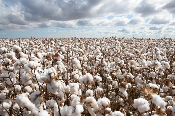 Algodón Listo Para Cosecha Cerca Warren Nueva Gales Del Sur —  Fotos de Stock