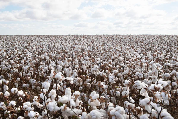 Algodón Listo Para Cosecha Cerca Warren Nueva Gales Del Sur —  Fotos de Stock