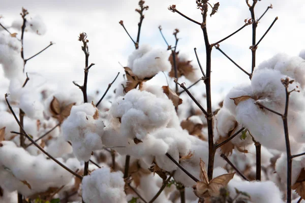 綿のニュー サウス ウェールズ オーストラリアのウォーレンのそばの収穫の準備ができて ロイヤリティフリーのストック画像
