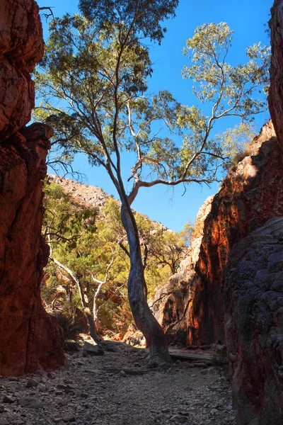 Standley Chasm West Macdonnell Ranges National Park Territorio Del Nord Foto Stock