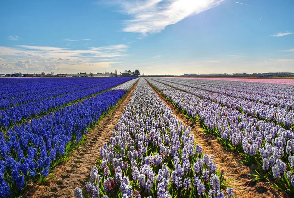 Field Hyacinths Town Lisse Netherlands — Stock Photo, Image