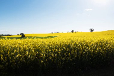 Woodstock yakınlarındaki Canola Field, NSW, Avustralya