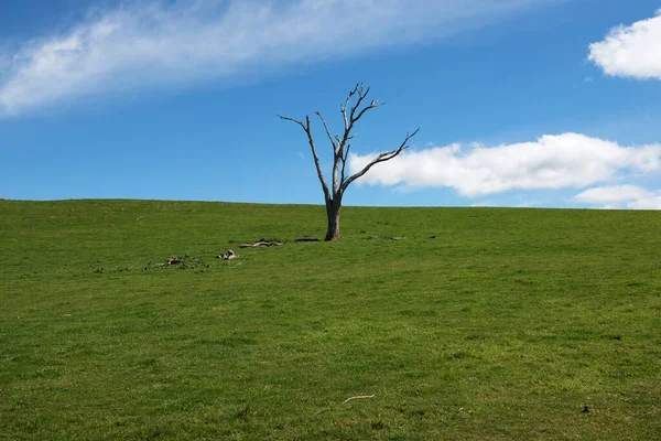 Mrtvý Strom Eucalptus Farmě Poblíž Wheeo Novém Jižním Walesu Austrálie — Stock fotografie