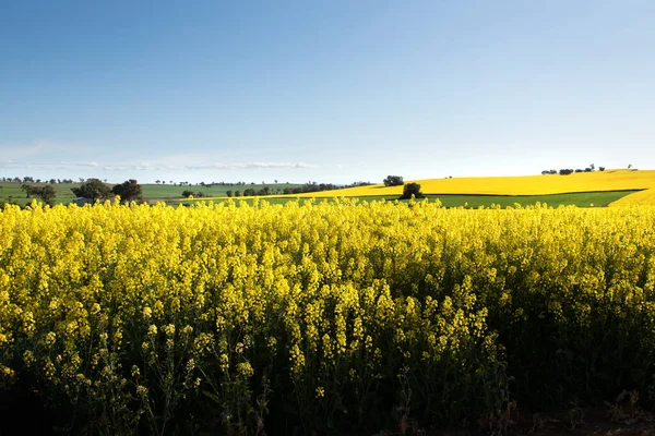 オーストラリア ニューサウスウェールズ州ウッドストック近くの菜の花畑 — ストック写真