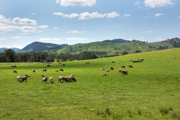 羊オーストラリア ニューサウスウェールズ州のラグビー近くの農地で放牧 — ストック写真