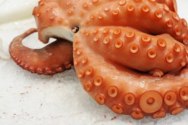 pulpo (ahtapot vulgaris) buz üzerinde, seçici odak
