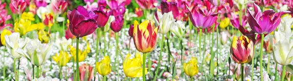 Die Letzten Holländischen Tulpen Verschiedenen Farben Ende Des Frühlings Panoramabild — Stockfoto