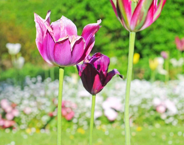 Die Letzten Holländischen Tulpen Verschiedenen Farben Ende Des Frühlings Selektiver — Stockfoto