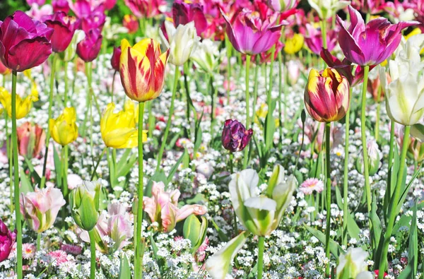Die Letzten Holländischen Tulpen Verschiedenen Farben Ende Des Frühlings Selektiver — Stockfoto