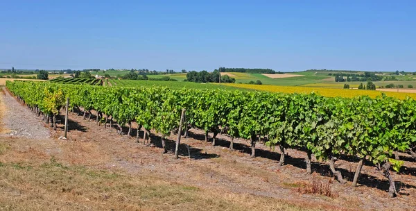 葡萄园与皮诺葡萄在干酪地区 查伦特 海事省 在夏季 — 图库照片