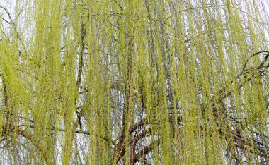 ilkbaharda ağlayan söğüt arması, doğa arka plan