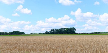 Yazın Paris 'e yakın bir yerde, yeşil çimenler ve ağaçlar, mavi gökyüzü ve tüylü bulutlar...