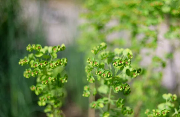 Martins Spurge Euphorbia Martinii Euphorbiaceae Blooming Late Spring Shallow Depth — Stock Photo, Image