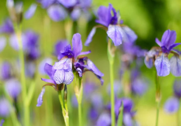 Фіолетовий Iris Sibirica Iridaceae Або Сибірський Ірис Природному Середовищі Кінці — стокове фото