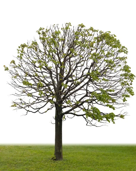 Isolierter Baum Auf Weißem Hintergrund — Stockfoto