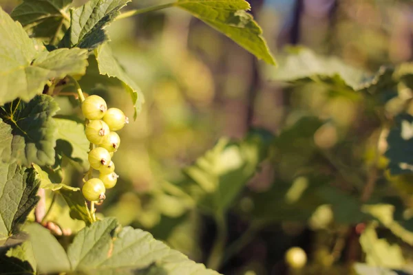 sunset light on not spelled black currants