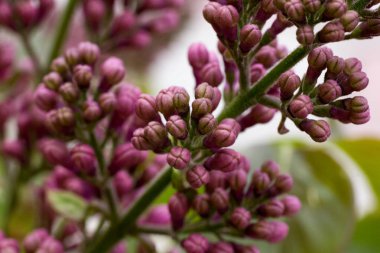 Bahar çiçeklenme sahnesinde Lila çiçekler. Baharda çiçeklenme Lila çiçekler.
