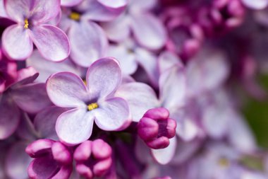 Leylak dalı. dal üzerinde Lila çiçekler. Lila küçük Lila çiçekler. Makro kavramı