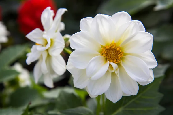 White Flower Close Concept Macro — Stock Photo, Image