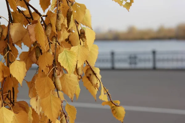 Autumn Park Golden Birch Tree Leaves Sunlight — Stock Photo, Image