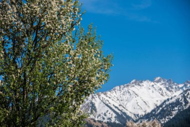 Almatı, Kazakistan dağlarda çiçek açan elma bahçeleri