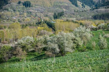 Almatı, Kazakistan dağlarda çiçek açan elma bahçeleri