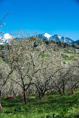 Almatı, Kazakistan dağlarda çiçek açan elma bahçeleri