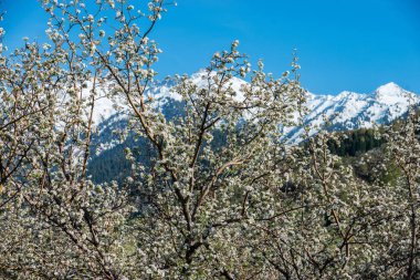 Almatı, Kazakistan dağlarda çiçek açan elma bahçeleri