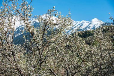 Almatı, Kazakistan dağlarda çiçek açan elma bahçeleri