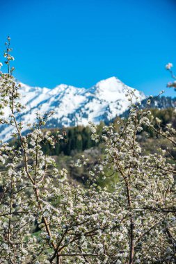 Almatı, Kazakistan dağlarda çiçek açan elma bahçeleri